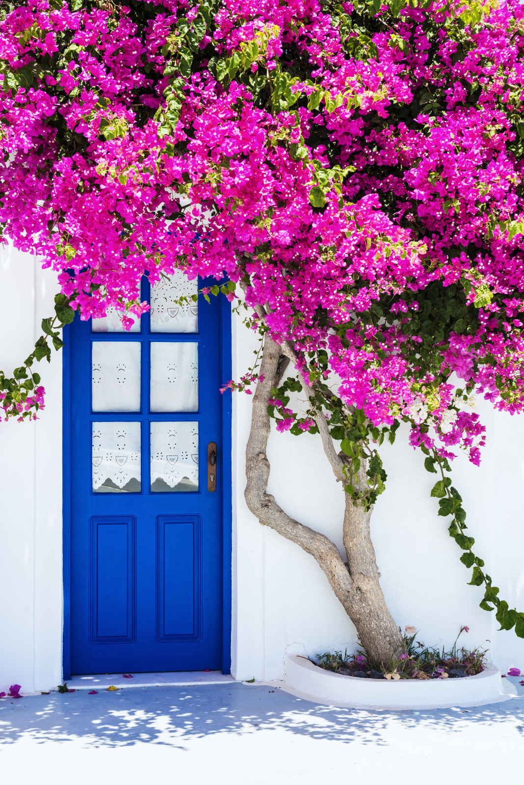 Maisons blanches traditionnelles couverte de bougainvilliers en fleur, Santorin, Cyclades, Grèce
