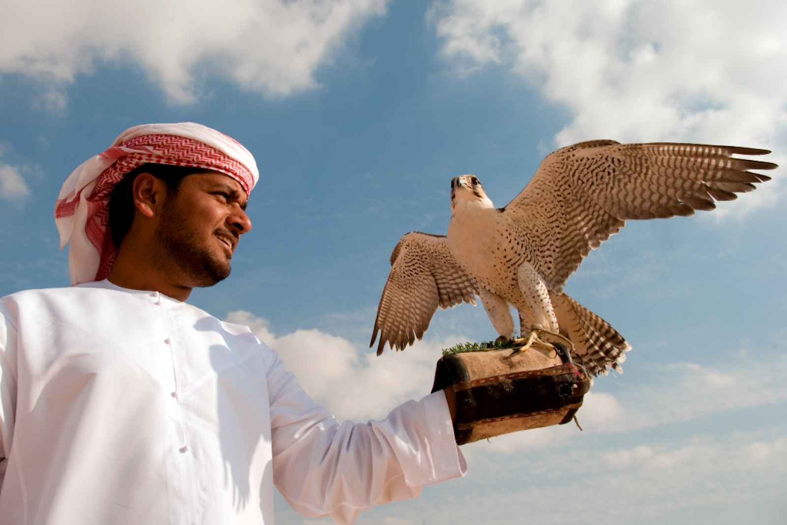 Homme avec un faucon, , Dubaï, Emirats Arabes Unis