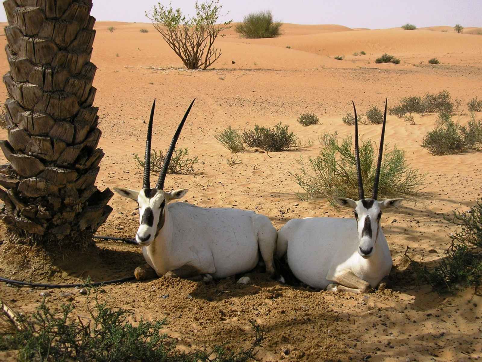 Oryx dans le désert, Dubai