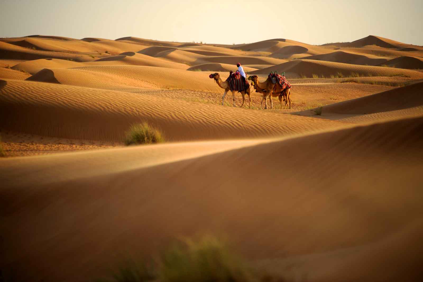 Homme à dos de chameau dans le désert, Dubaï, Emirats Arabes Unis