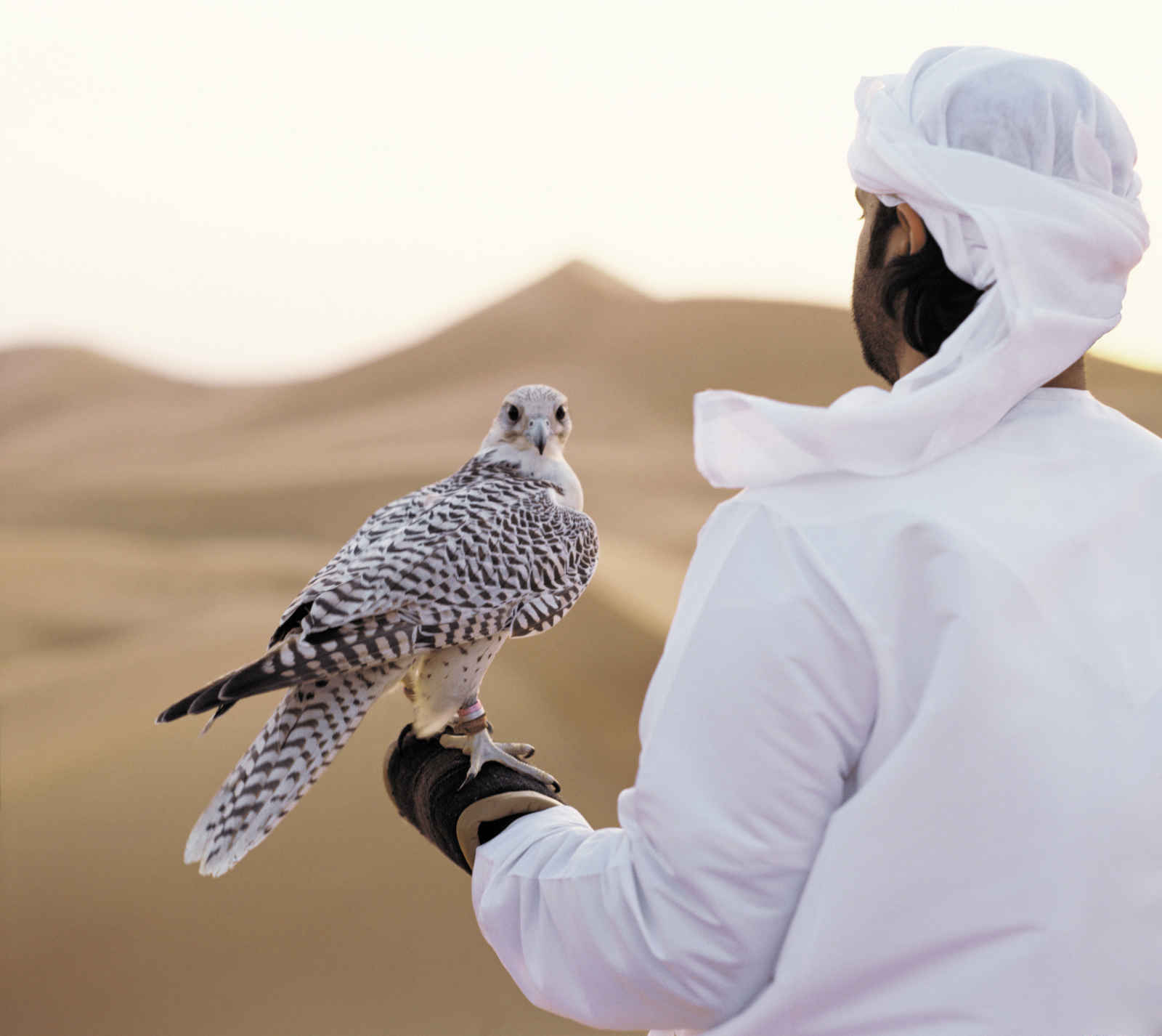 Un Homme et un faucon - Abou Dhabi