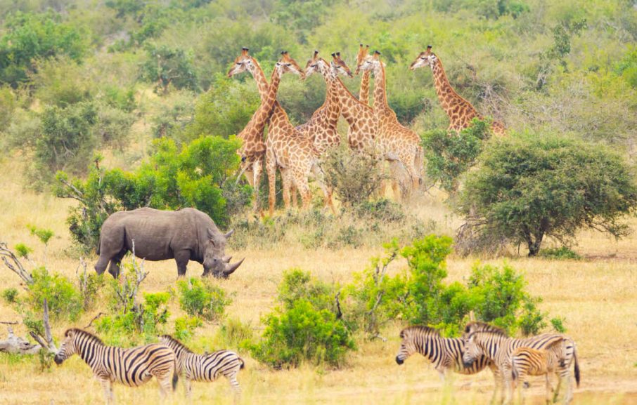 Girafes, rhinocéros et zèbres, Parc Kruger, Afrique du Sud
