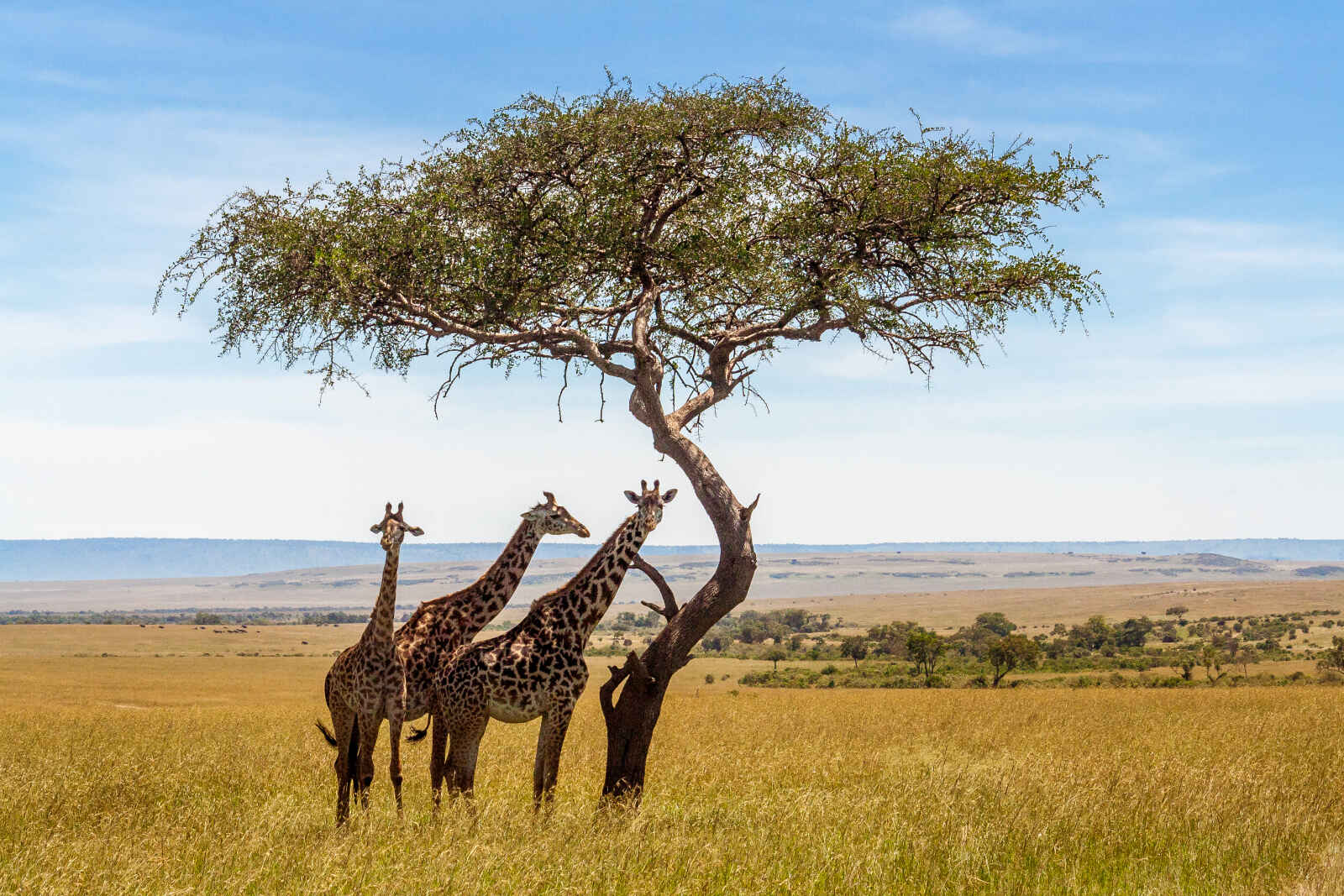 Girafes, Masai Mara, Kenya