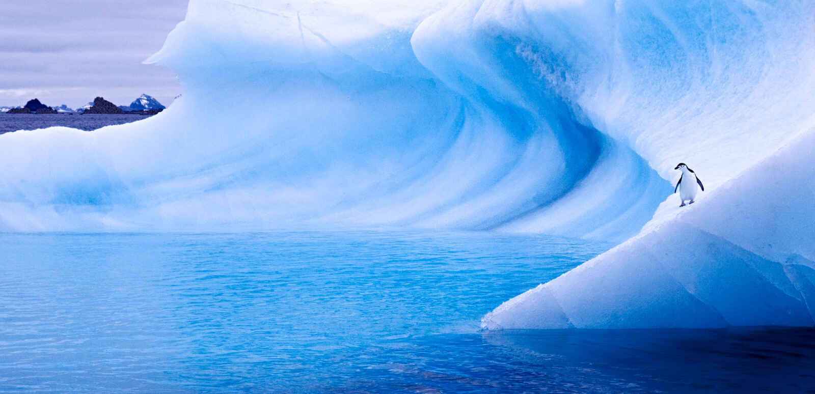 Manchot sur un iceberg, Antarctique
