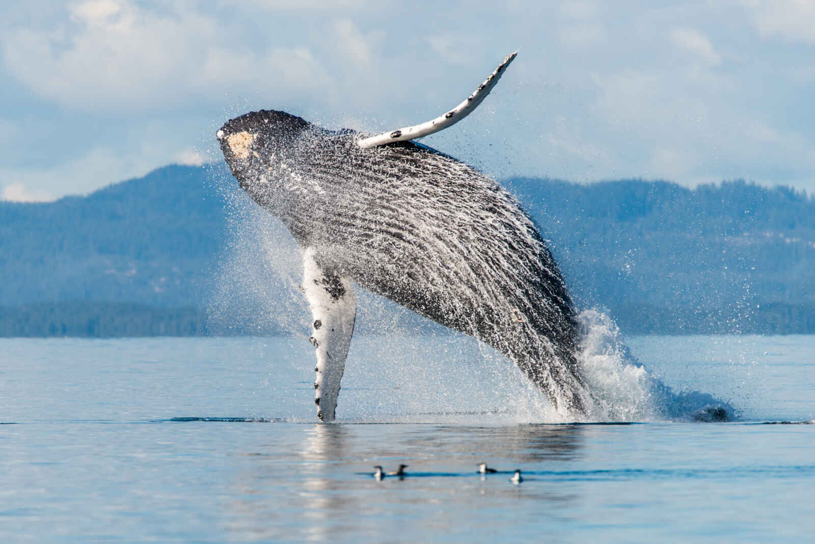 Baleine à Bosse géante, Archipel de Broughton, Colombie Britannique, Canada