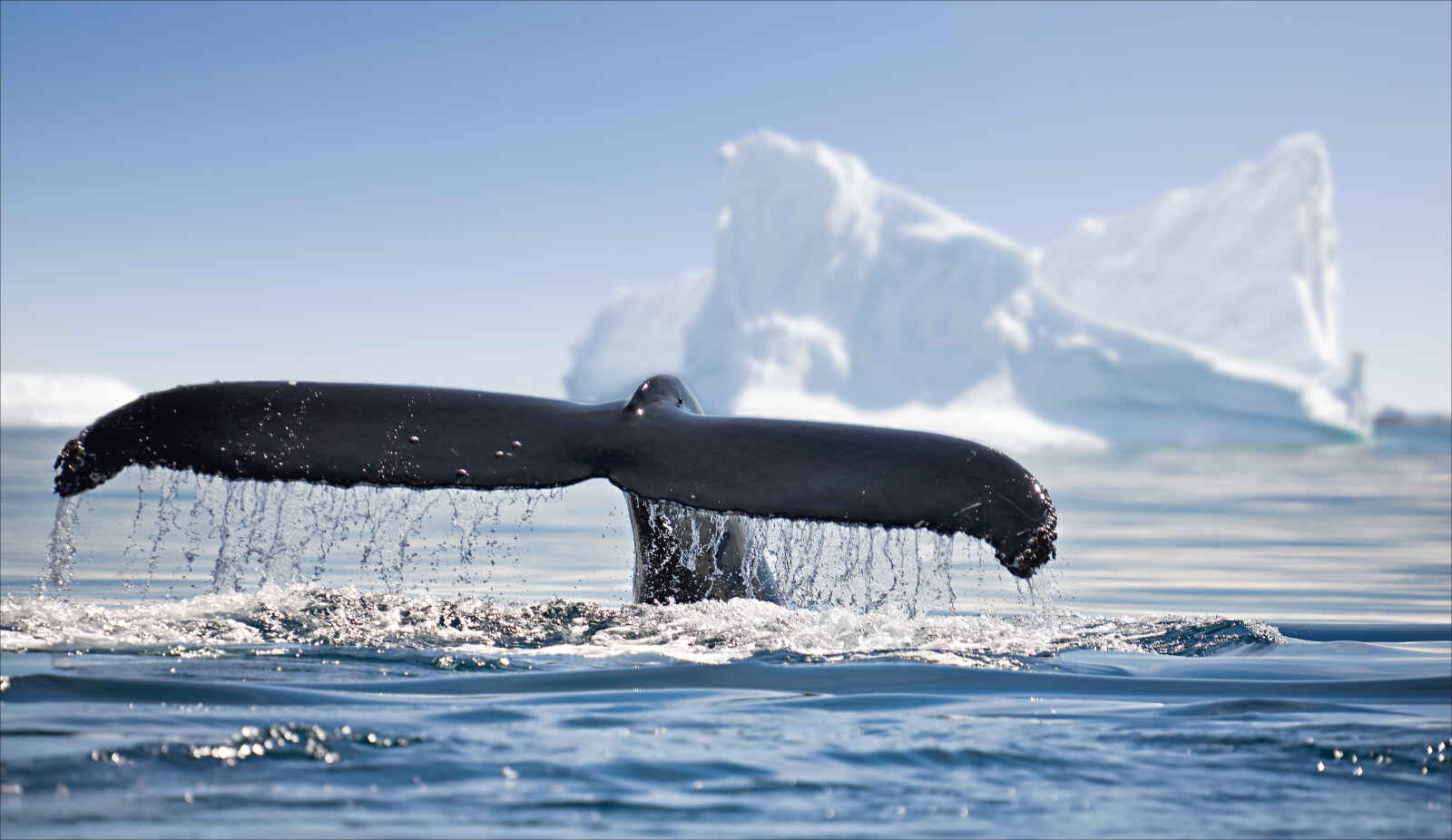 Baleine et iceberg, Antarctique