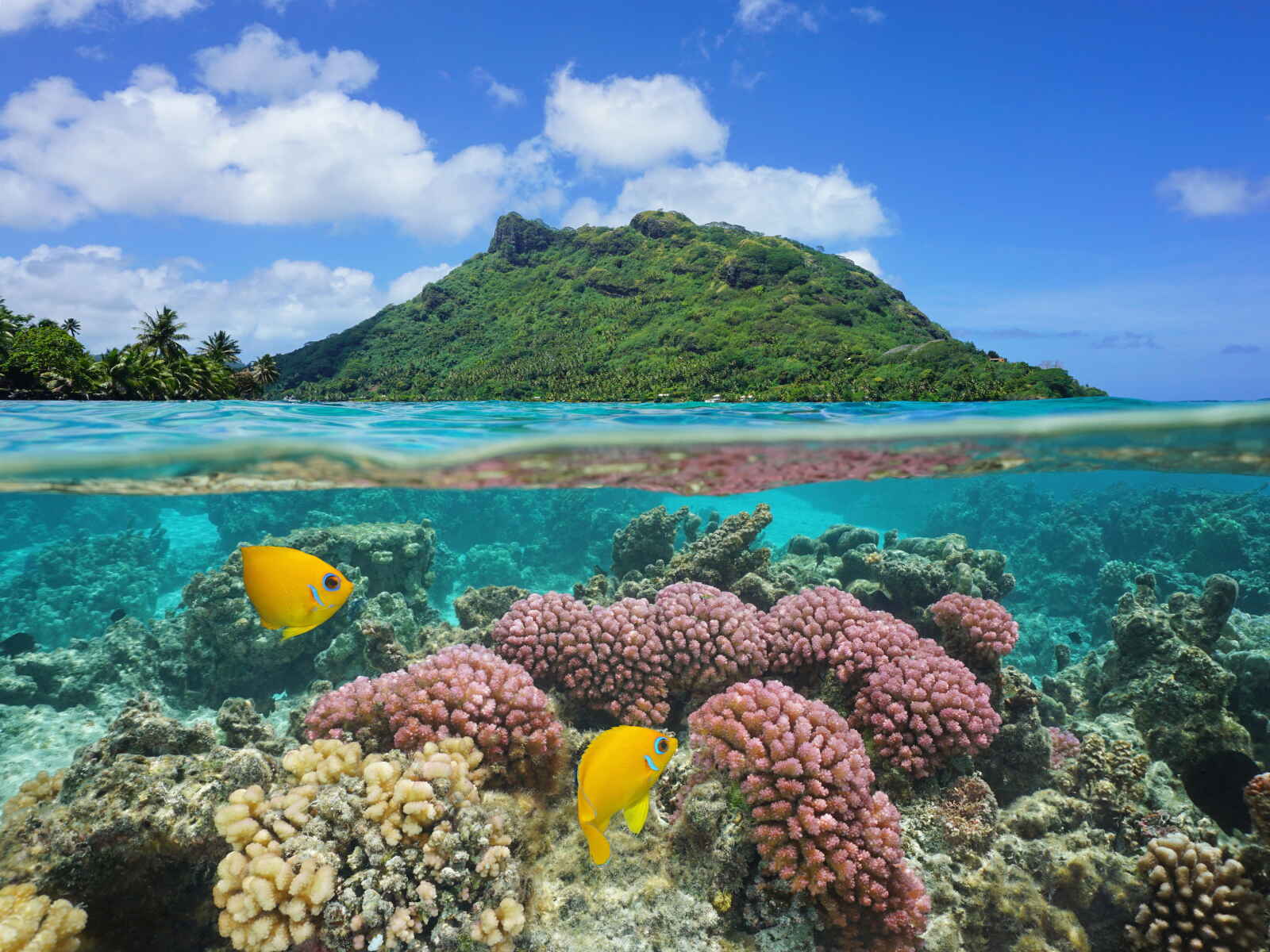 Polynésie : Tahiti & Îles de la Société