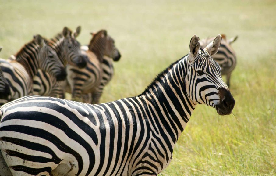 Zèbres, parc nationel de Tsavo Est, Kenya
