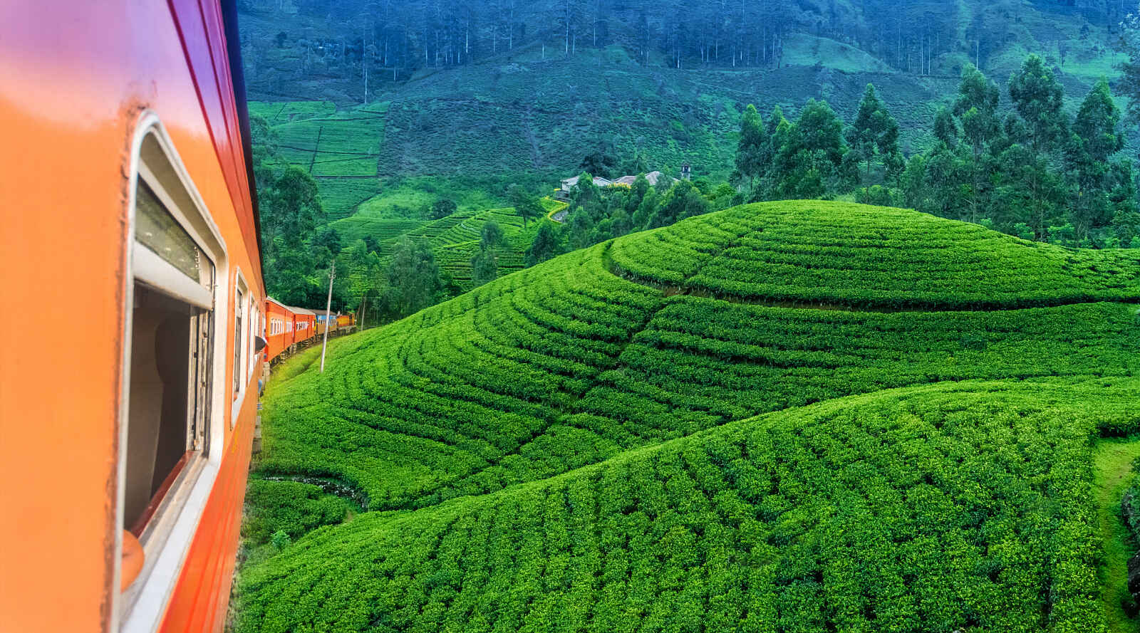Plantation de thé et train, Sri Lanka