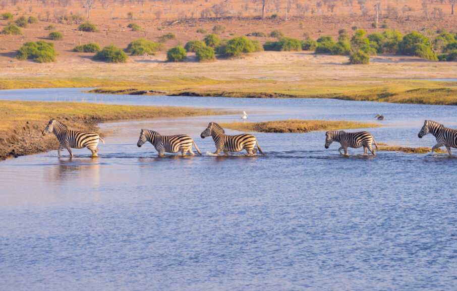 Zebres, Rivière Chobe, Botswana