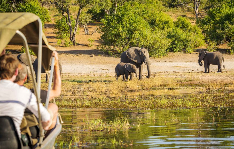 Éléphants, Parc National de Chobe, Botswana