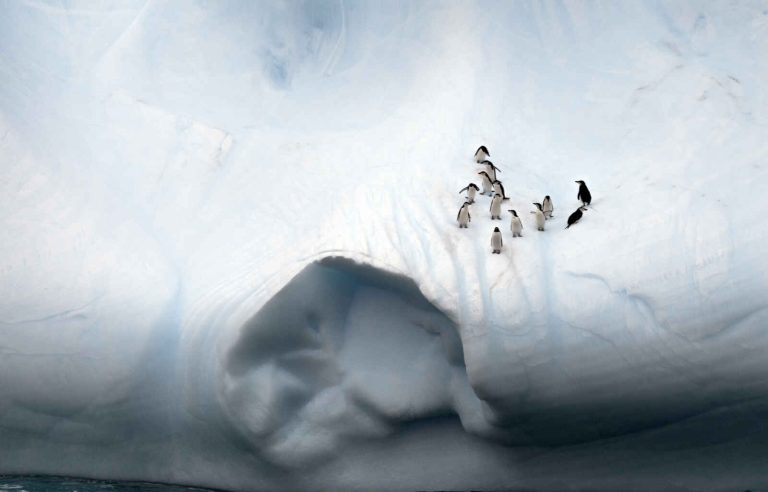 Argentine : Antarctique emblématique