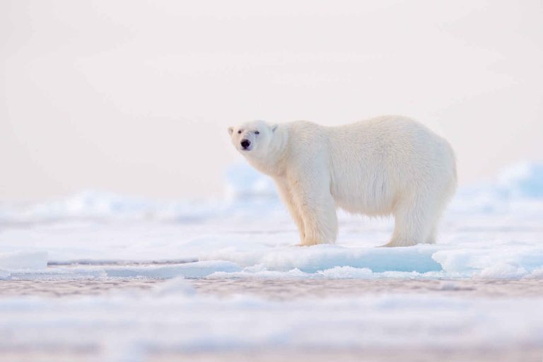 Norvège : Au royaume de l’ours polaire