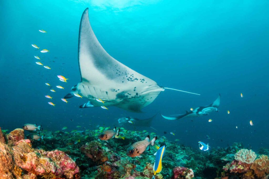 Plongée aux Maldives