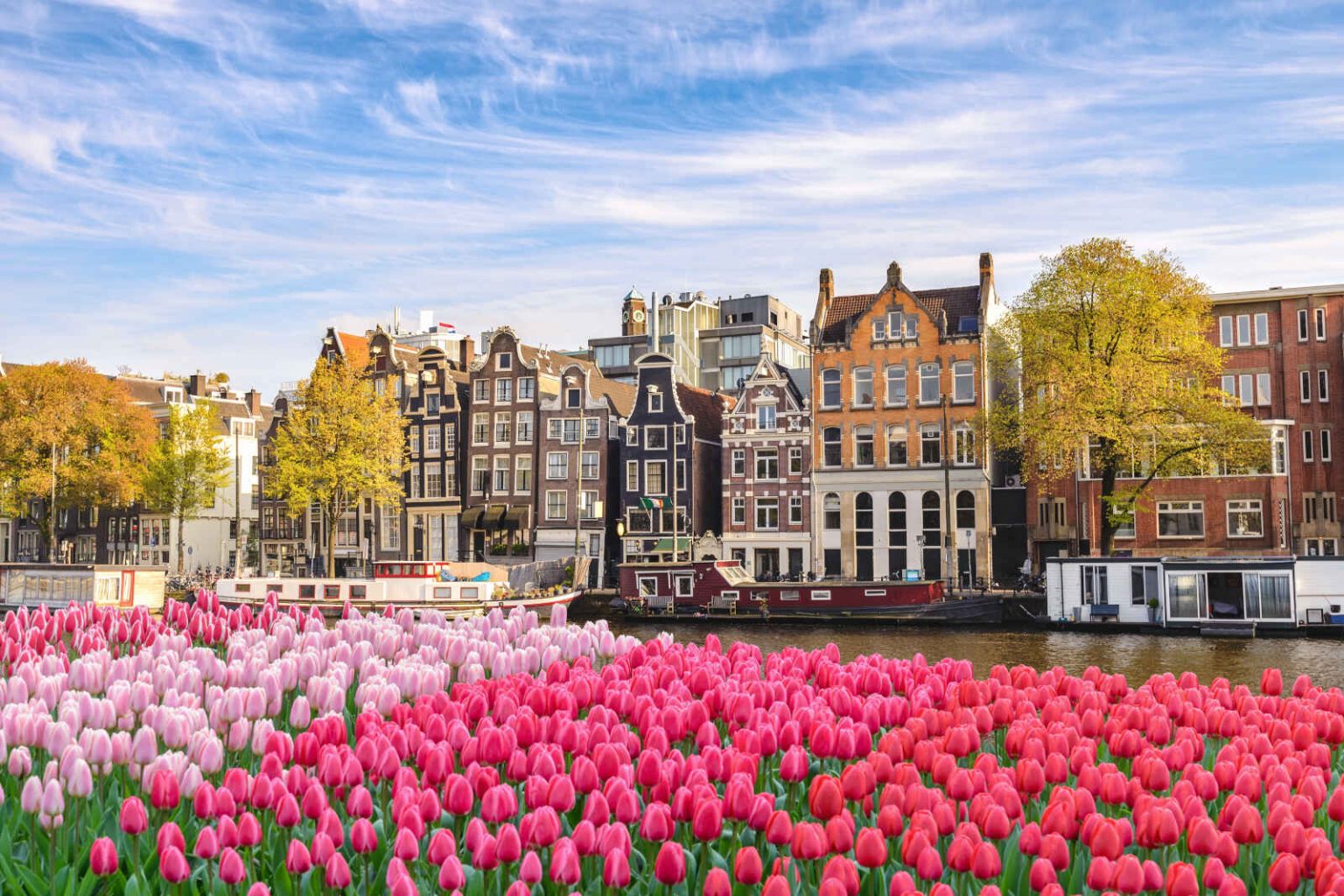 Maisons en bord de canal et tulipes au printemps, Amsterdam, Pays-Bas