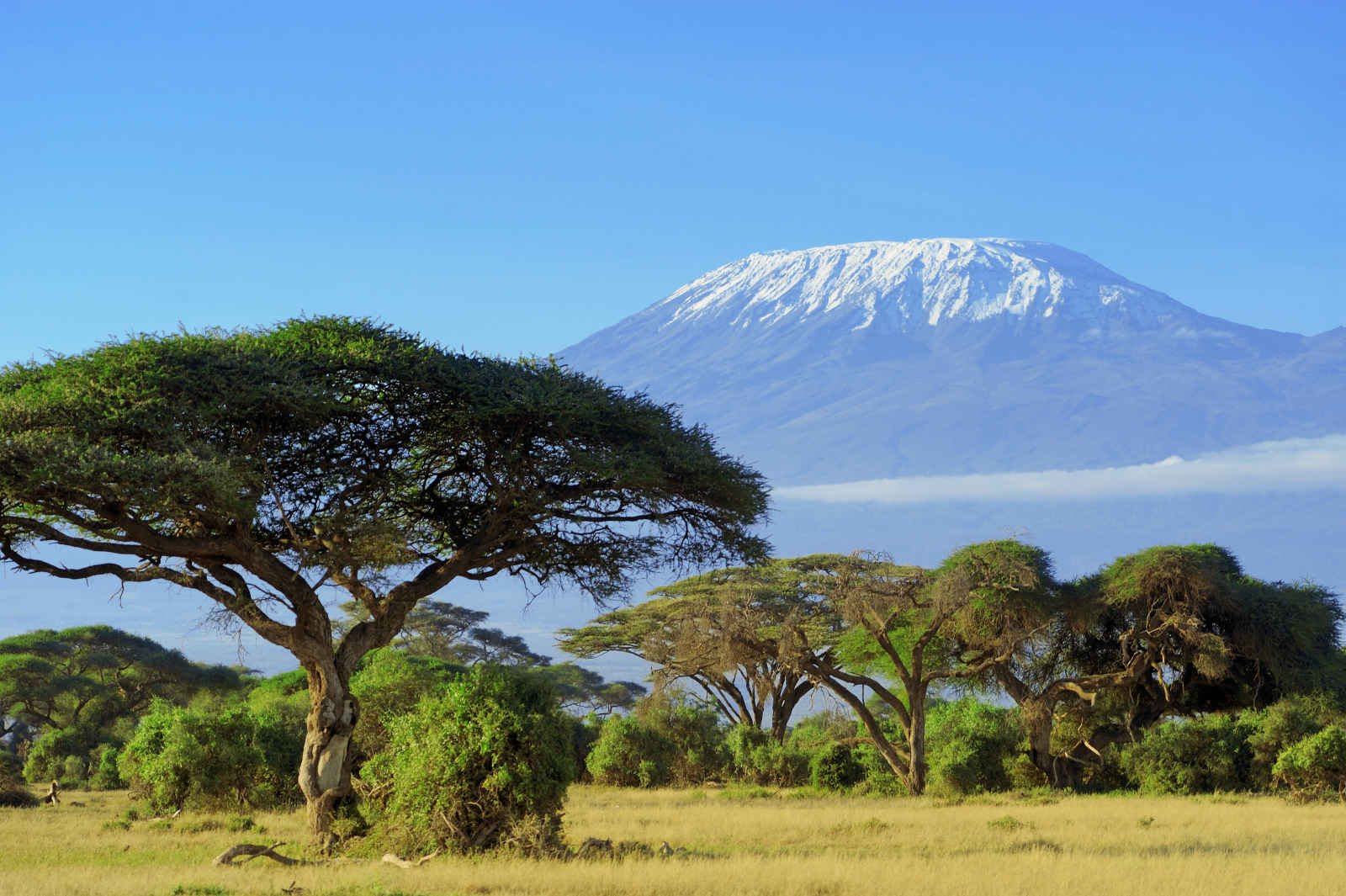 Tanzanie : Souvenirs du Kilimandjaro