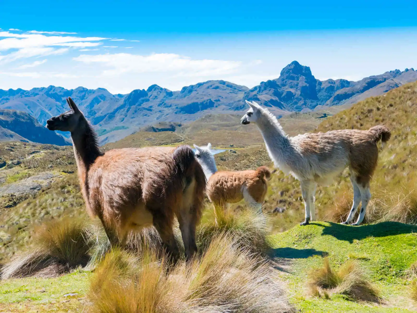 Lamas, Parc de Cajas, Cuenca, Equateur