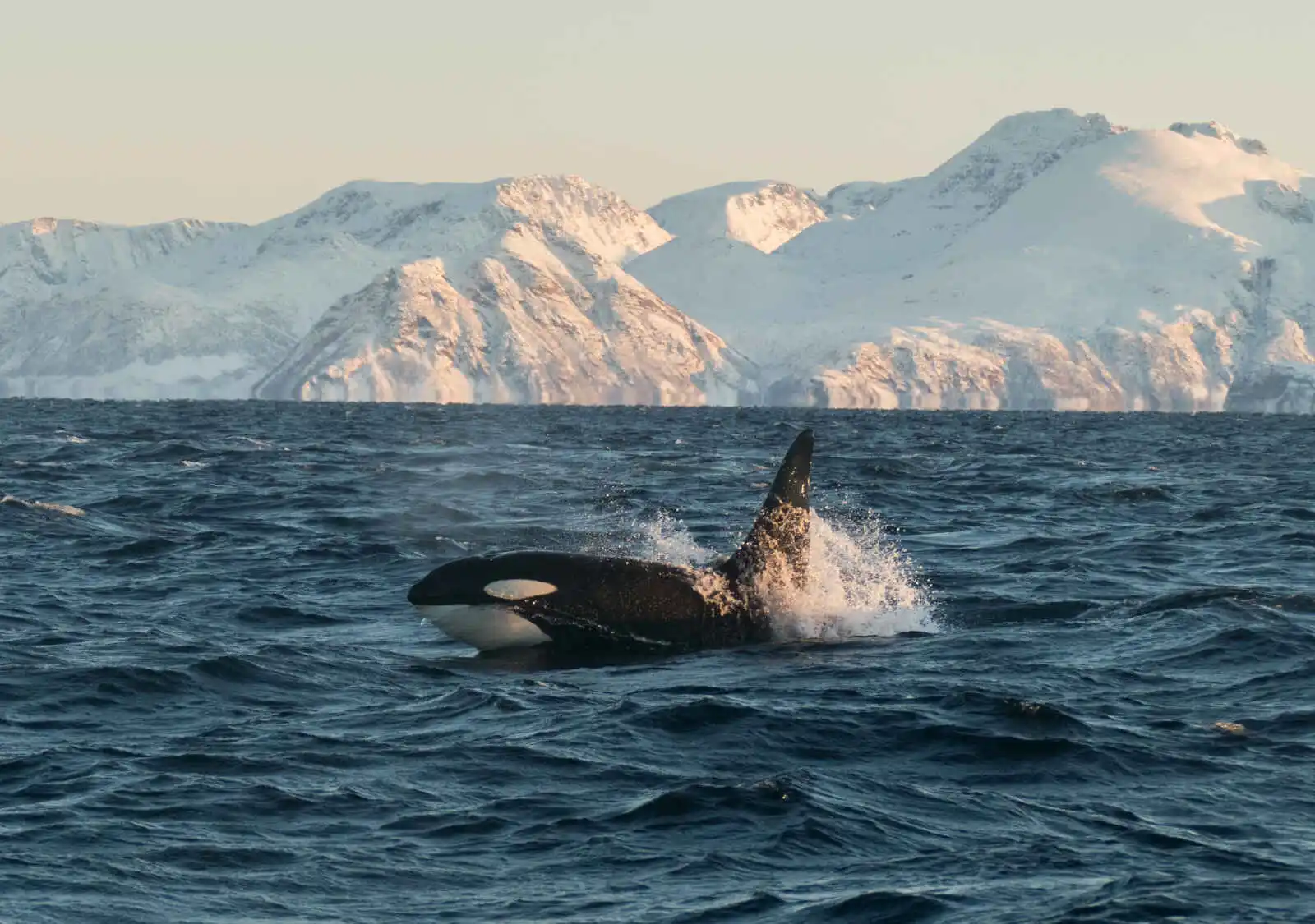 Orque, au nord de la Norvège