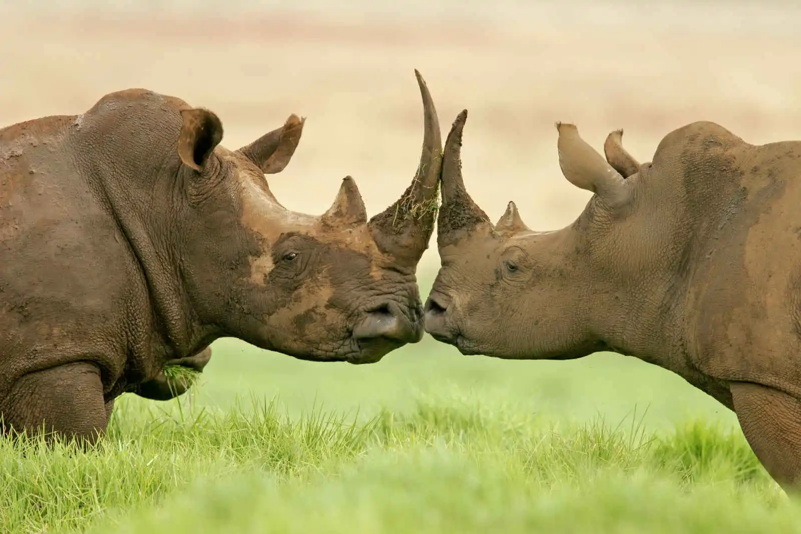 Rhinoceros, Afrique du sud