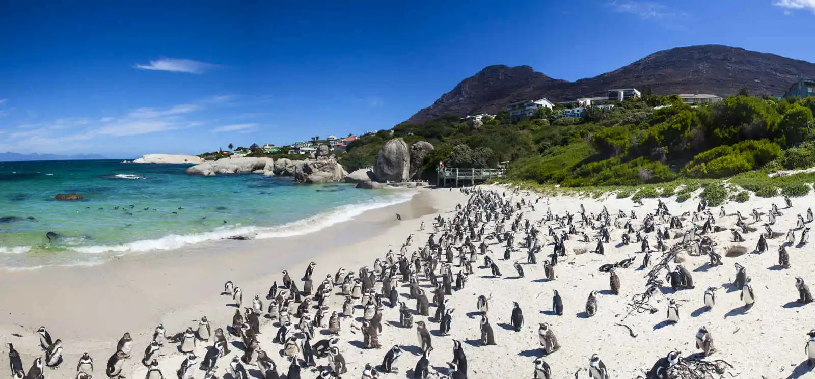 Colonie de manchots sur la plage de Boulders à Simon's Town, Cap Occidental, Afrique du Sud