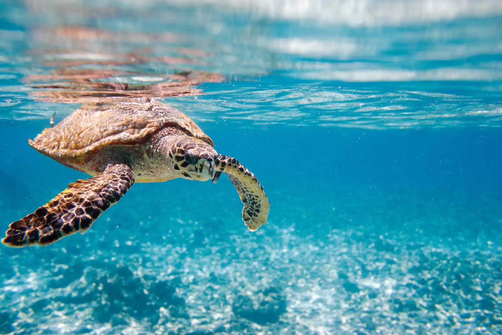 Tortue nageant à la surface de l'eau, plongée, Seychelles