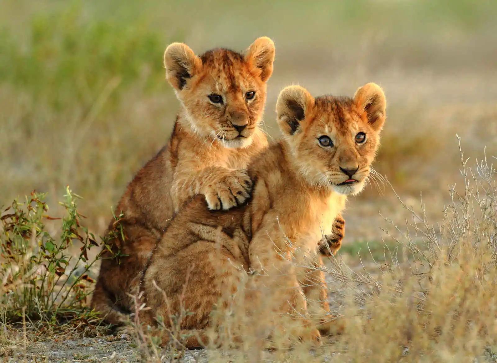 Lionceaux, Afrique du Sud