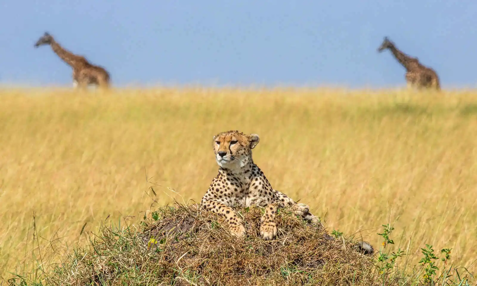 Guépard et Girafes, Parc du Serengeti, Tanzanie