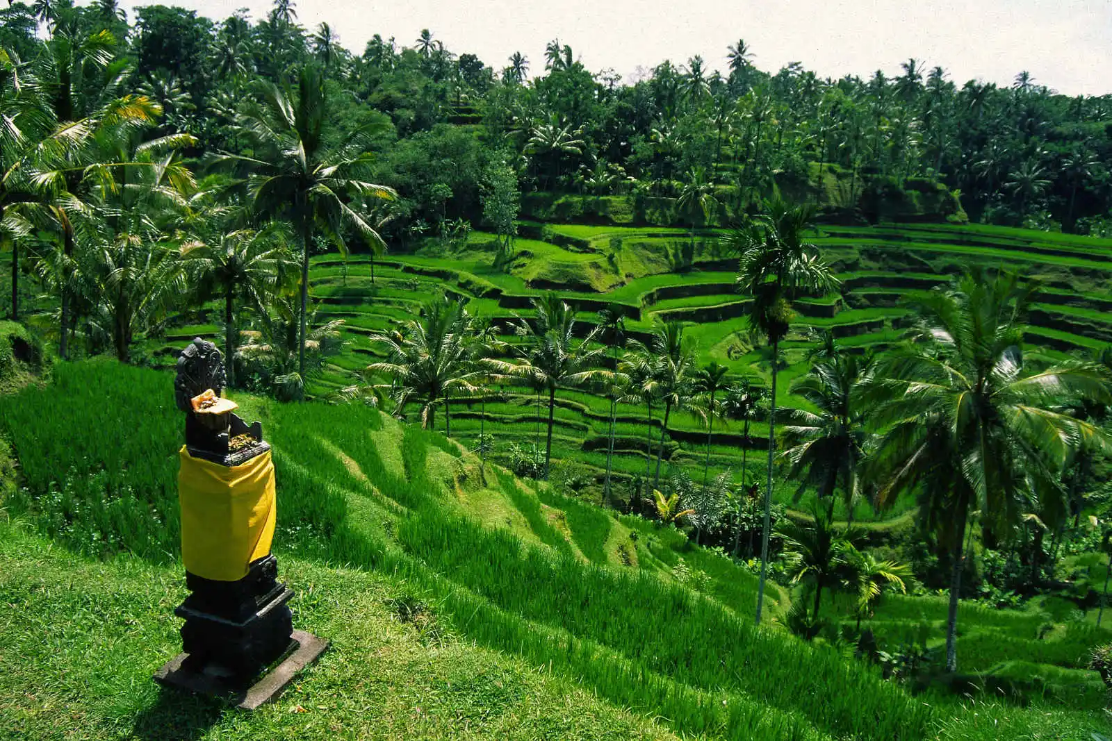 Rizières d'Ubud, Bali, Indonésie