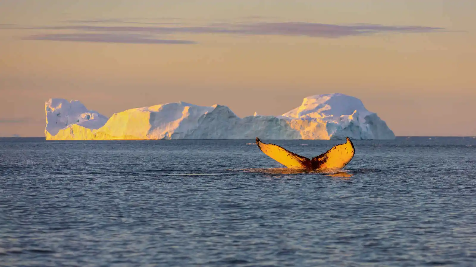 Norvège : Le pôle Nord géographique et le Scoresby Sund
