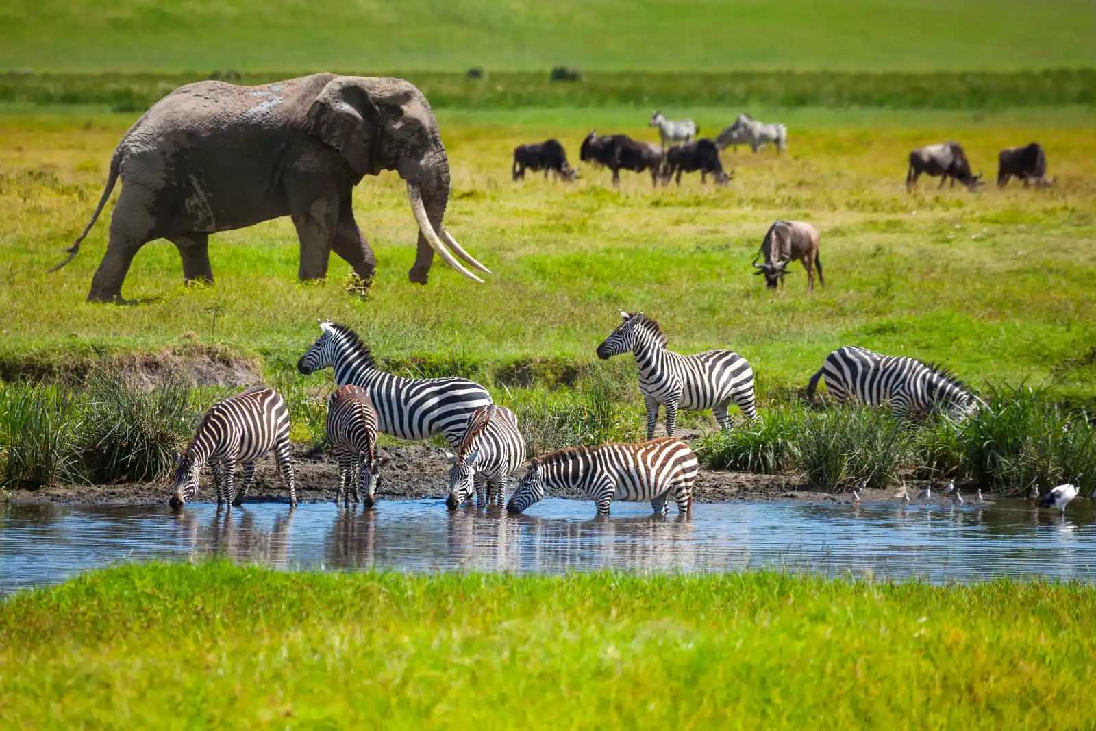 Tanzanie : Tanzanie grandeur nature