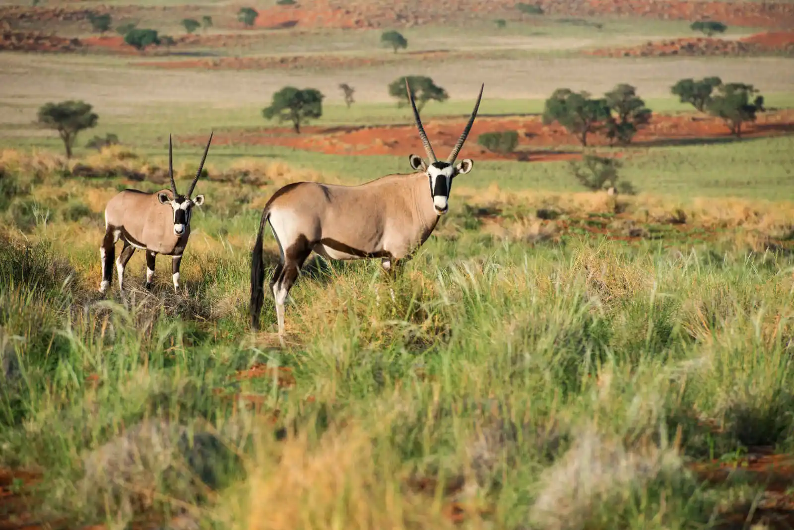 Oryx dans la savane, Kalahari, Namibie