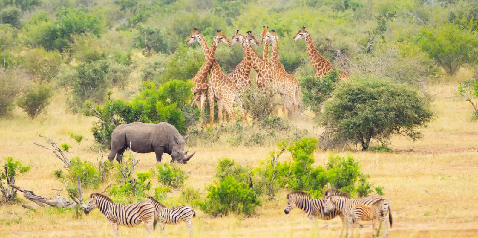Girafes, rhinocéros et zèbres, Parc Kruger, Afrique du Sud
