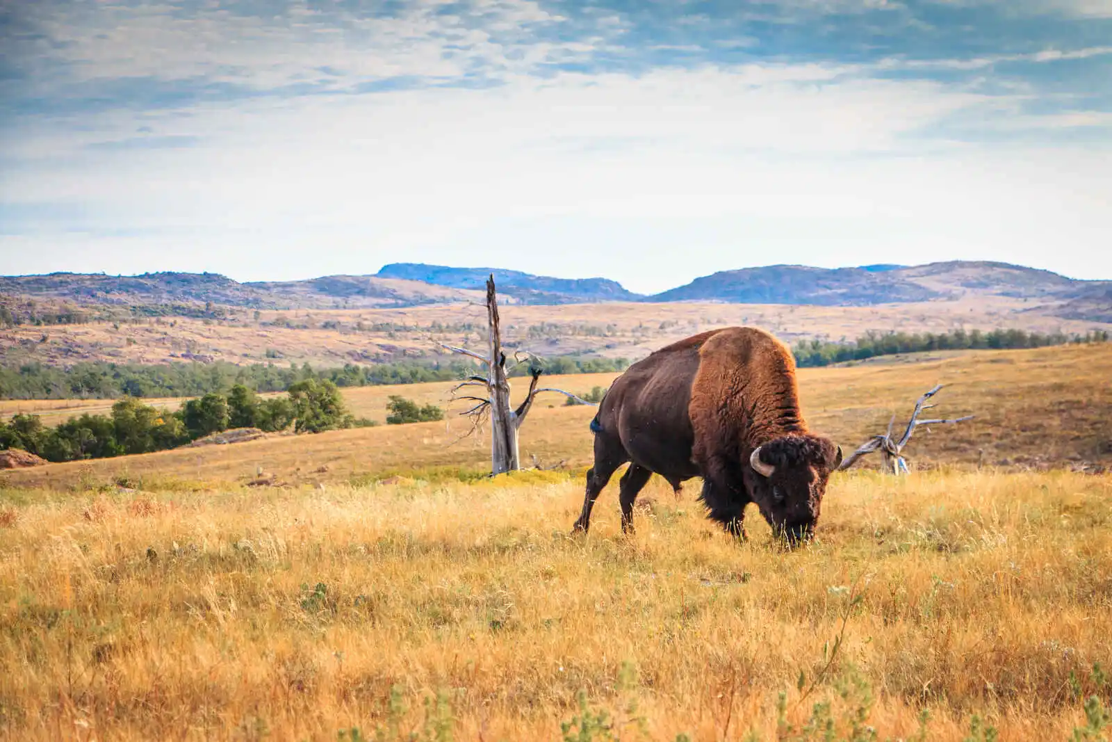 Bison dans la montagne Wichita, Oklahoma