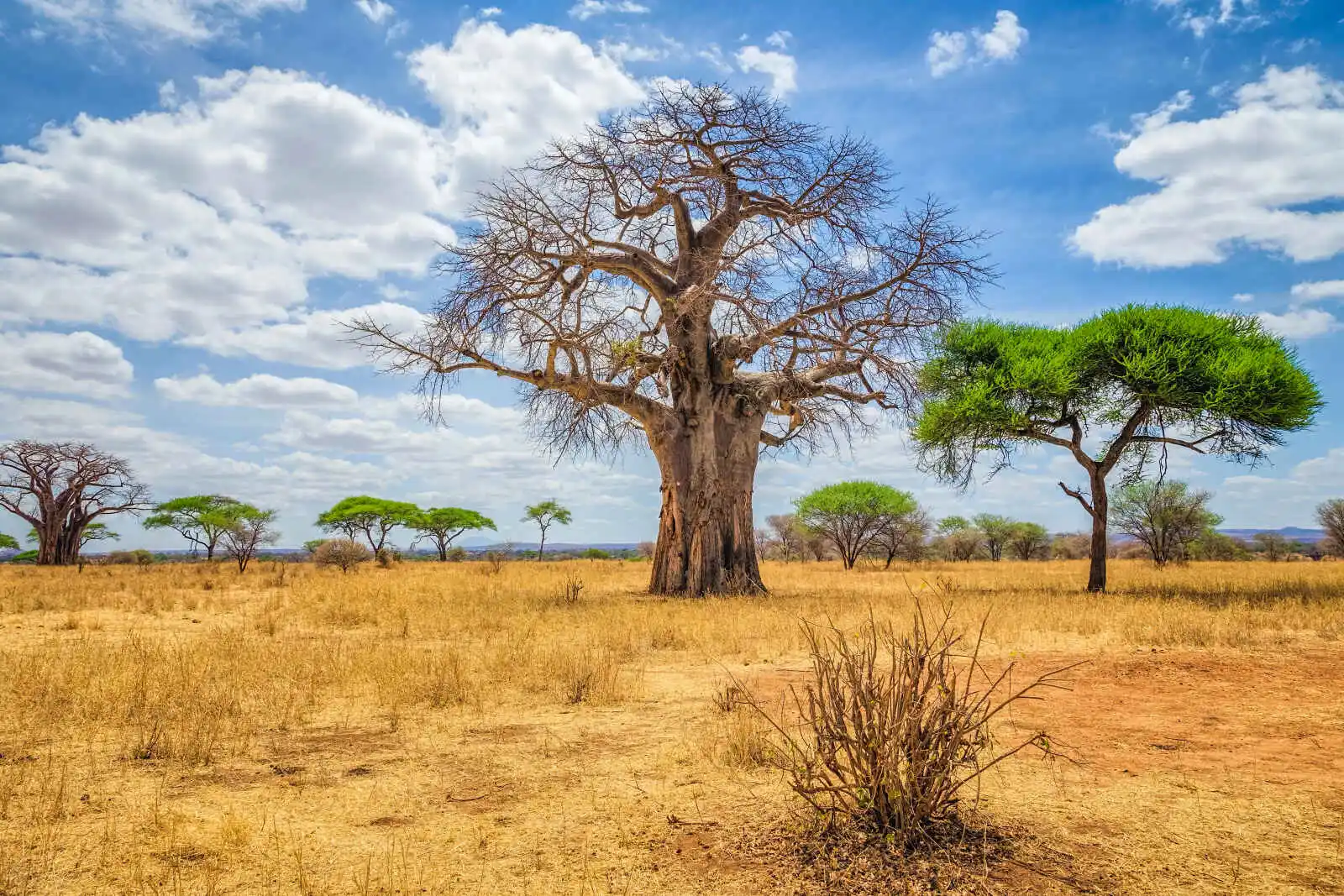 Baobab, Parc national de Tarangire, Tanzanie