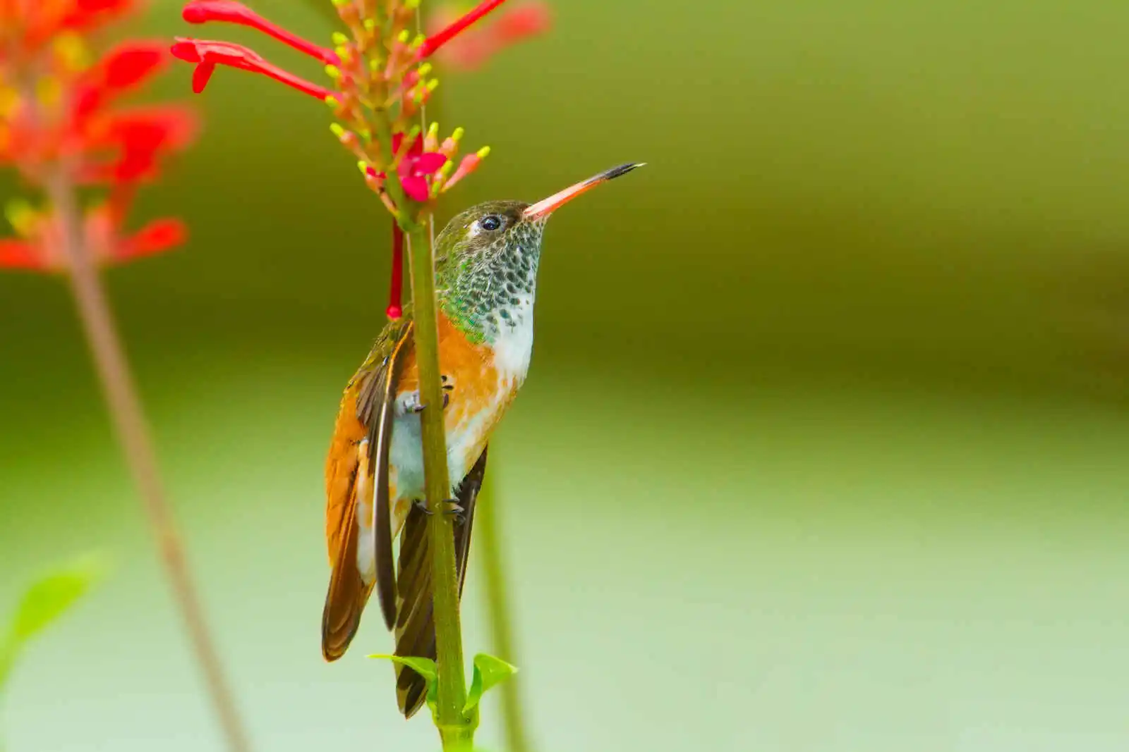 Colibri, Amazonie, Equateur