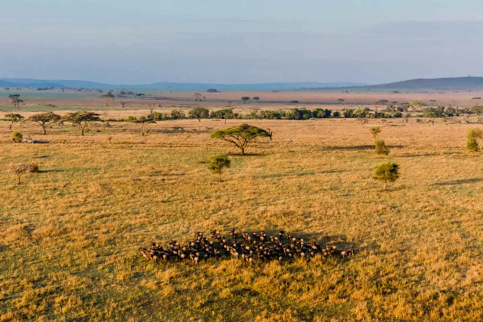 Troupeau de buffles dans la savane, Serengeti, Tanzanie