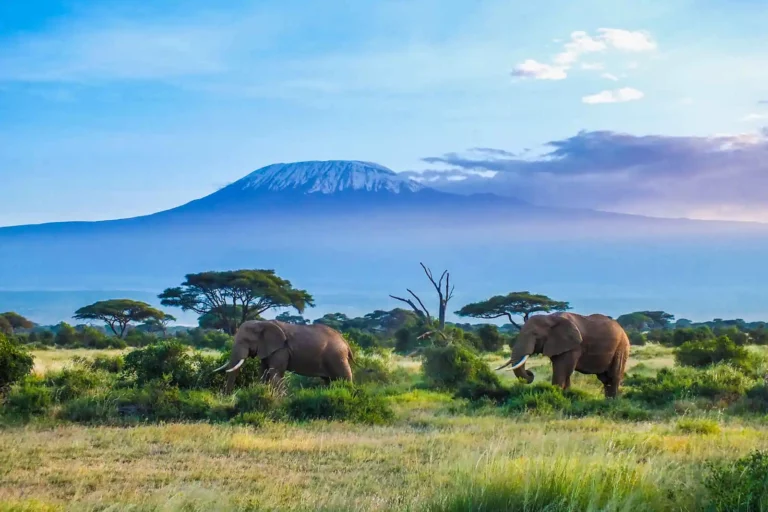Tanzanie : Terre Safaris