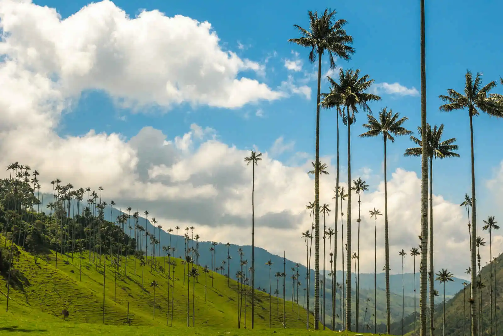 Palmiers de cire, Vallée de Cocora, Colombie
