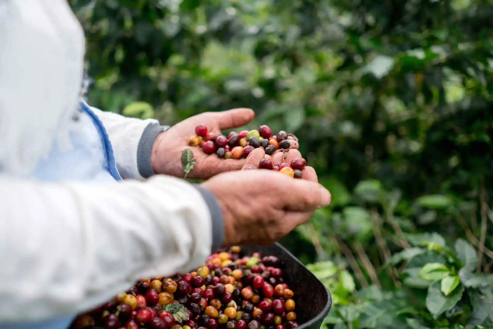 Récolte des grains de café, Colombie