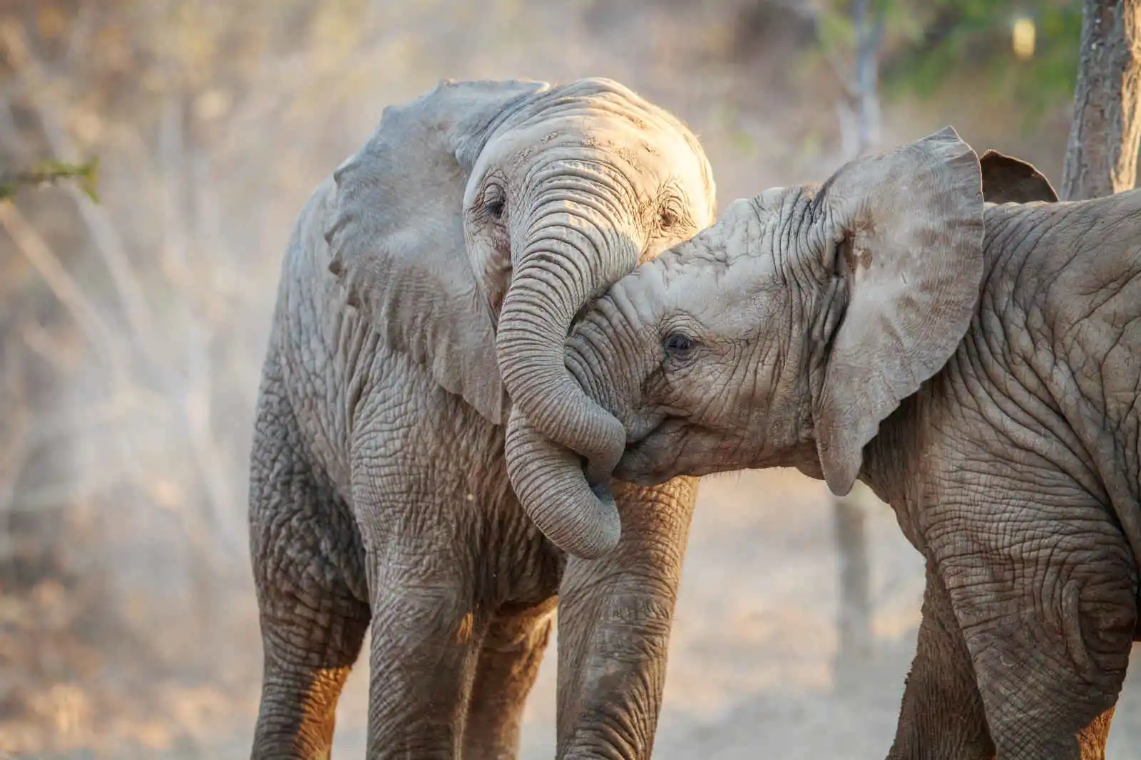 Eléphants, Parc Krüger, Afrique du Sud