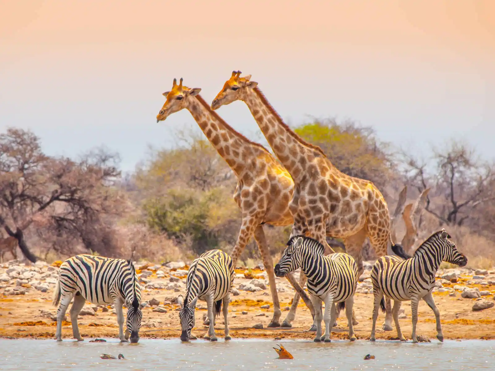 Girafes et zèbres, Etosha National Park, Namibie