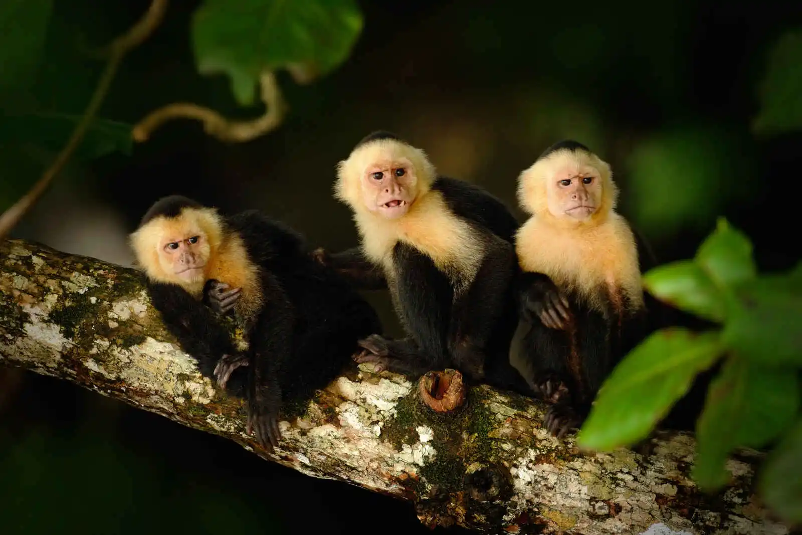 Capuchin à tête blanche,  Costa Rica.