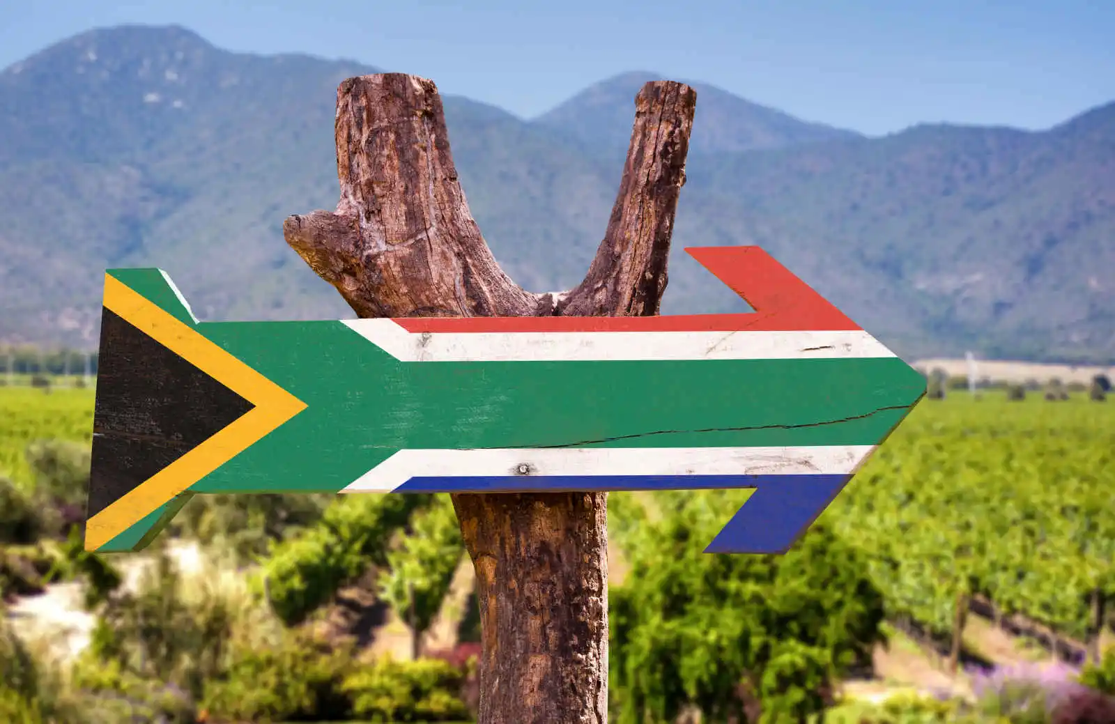 Drapeau sur panneau devant des vignes, Afrique du Sud