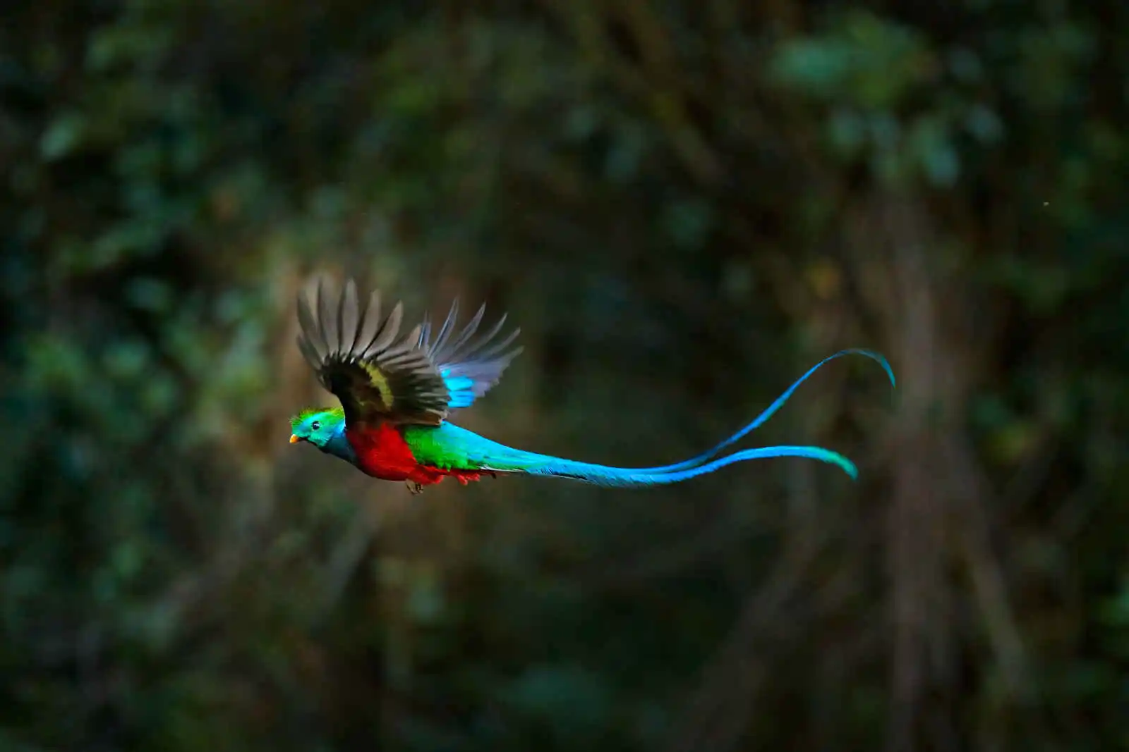 Quetzal resplendissant en vol,Costa Rica,