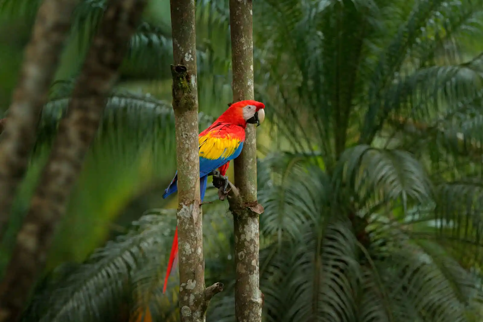 Ara Macao dans la forêt tropicale, Colombie
