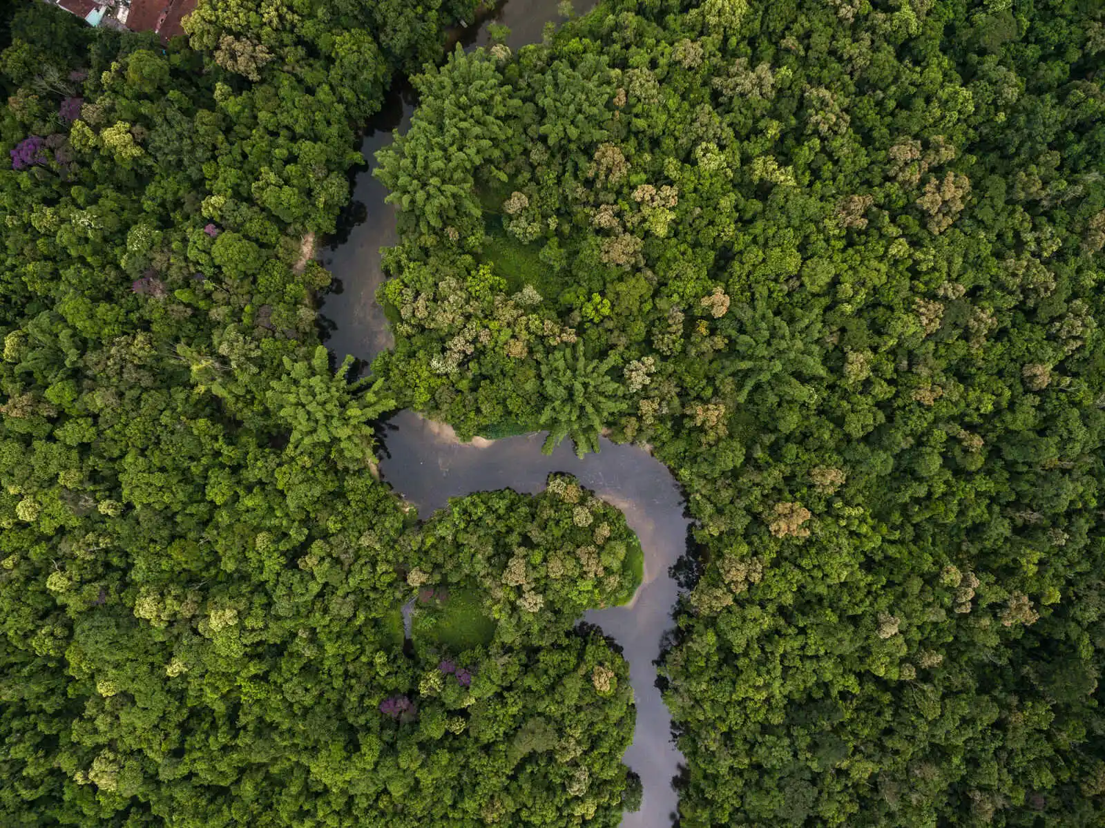 Vue aérienne de la forêt amazonienne, Colombie