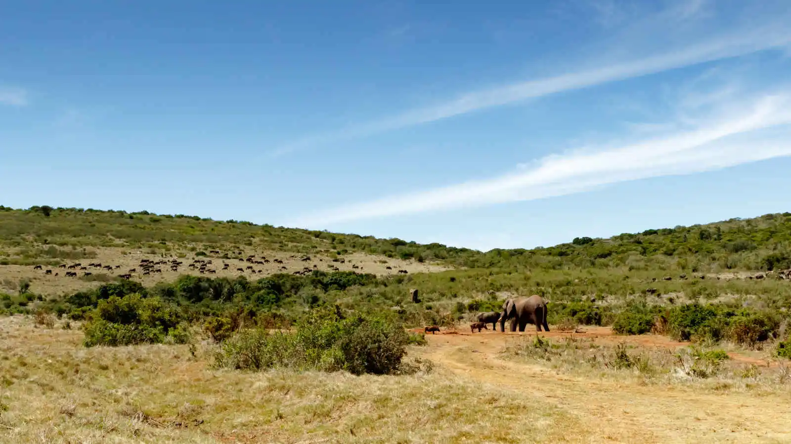 Éléphants et buffles sur un champ, Port Elizabeth, Afrique du Sud