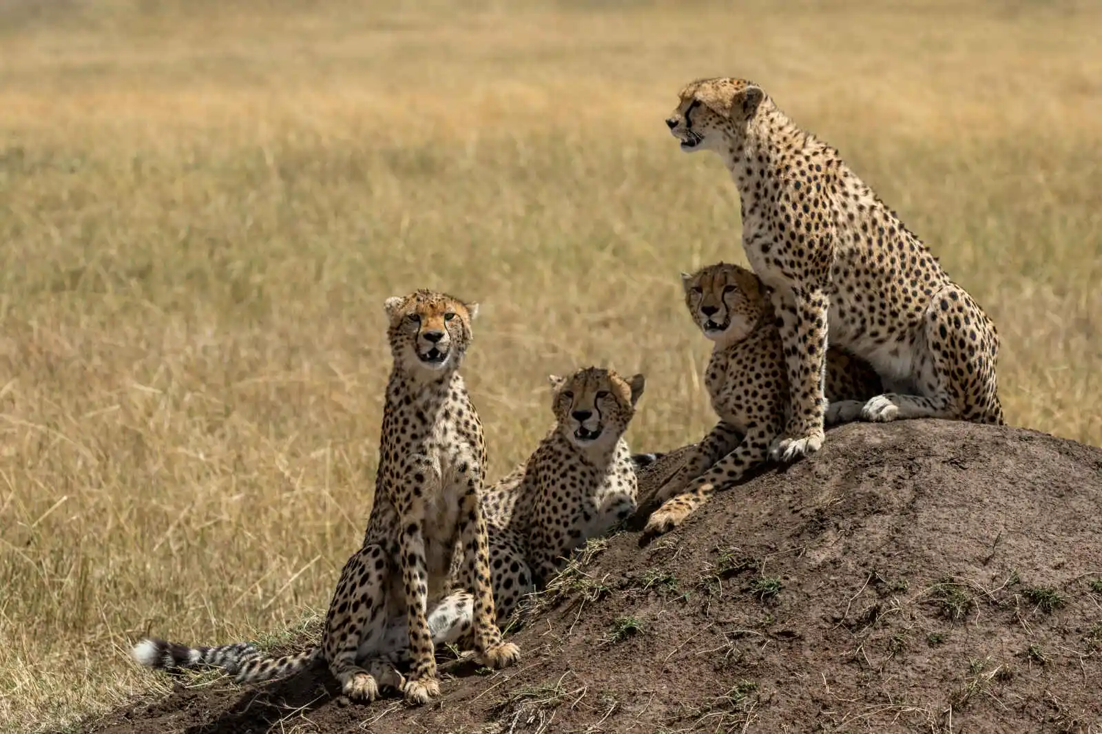 Tanzanie : Terre safaris en privé