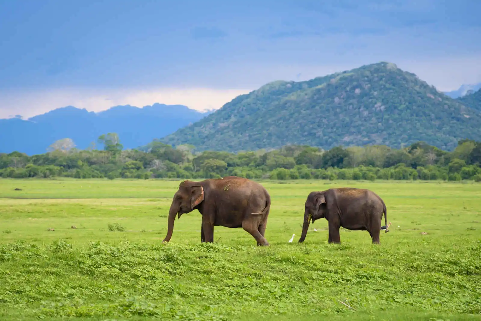 Éléphants, Parc National Minneriya