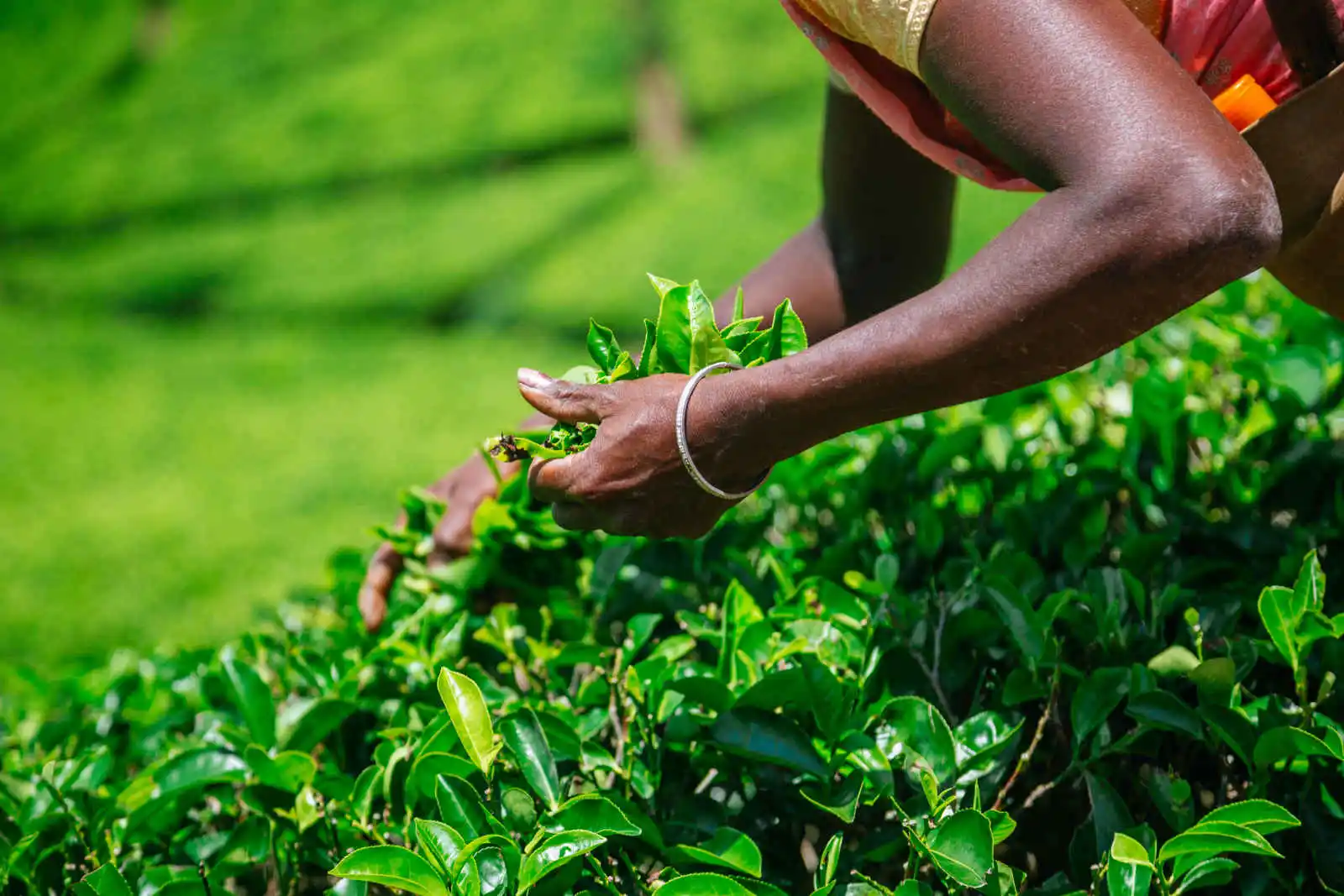 Récolte dans les plantation de thé, Nuwara Eliya, Sri Lanka